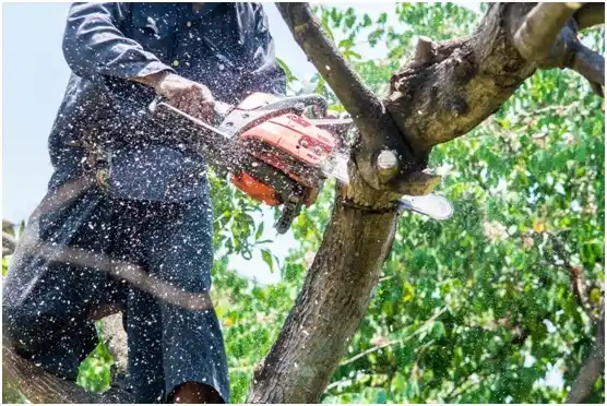 tree services Buckholts